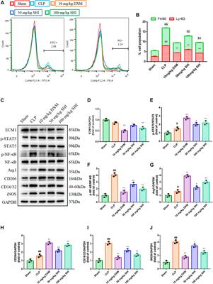 The Effect of Shionone on Sepsis-Induced Acute Lung Injury by the ECM1/STAT5/NF-κB Pathway